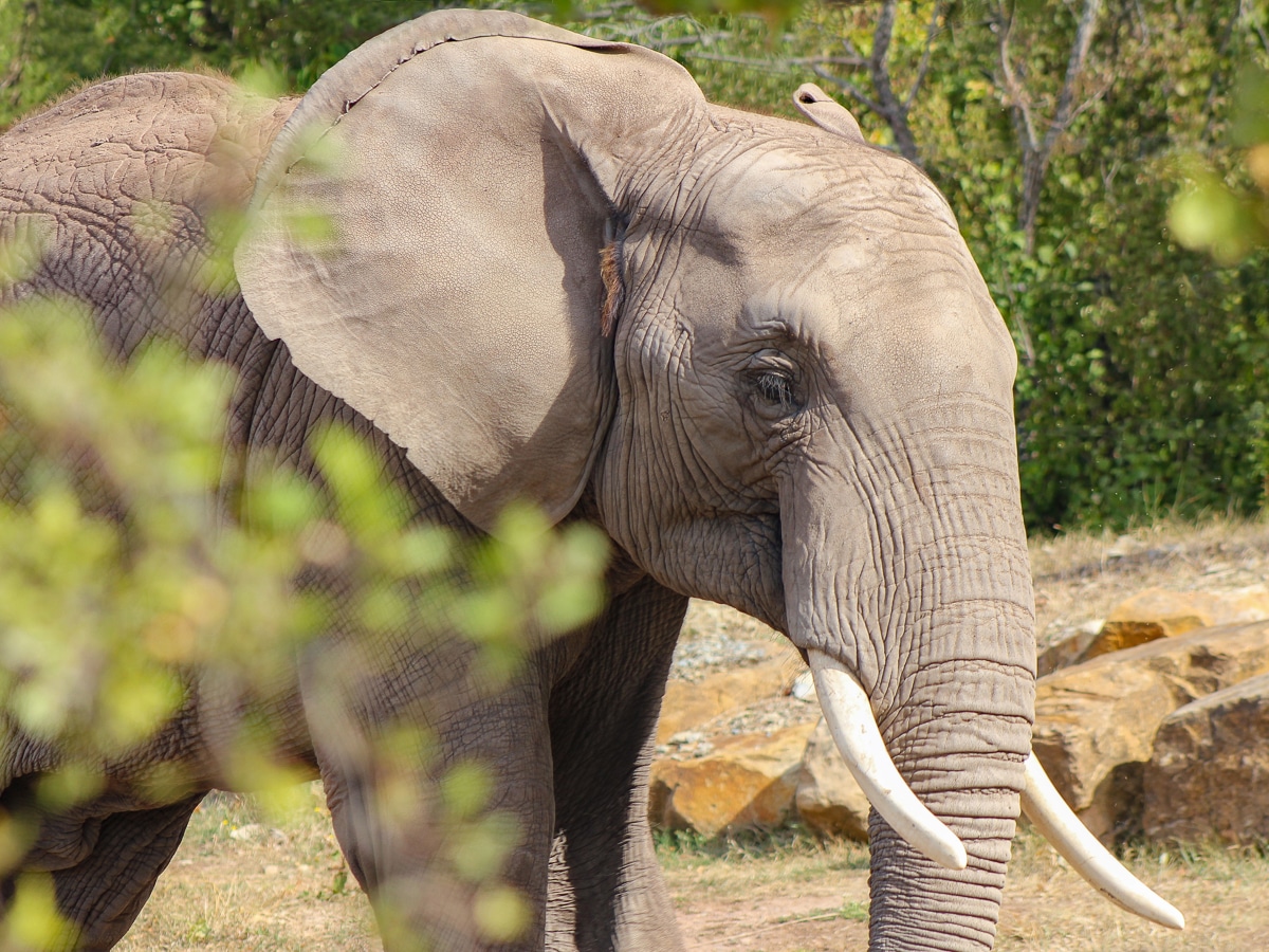 Angebot: Zoopark Erfurt