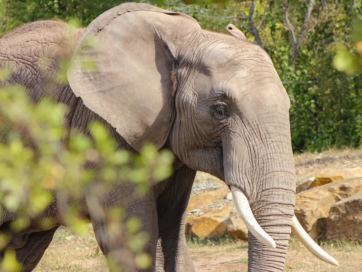 Angebot: Zoopark Erfurt