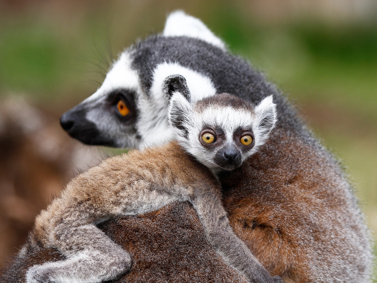 Angebot: Zoopark Erfurt