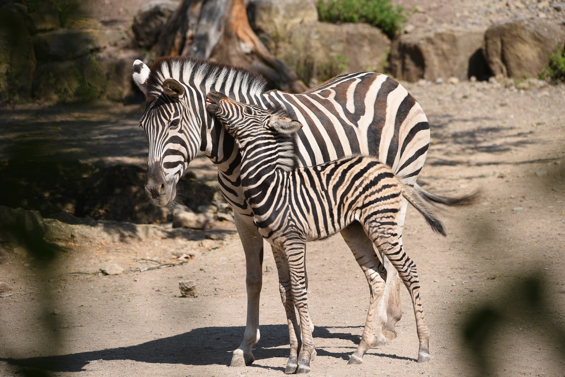 Angebot: Zoopark Erfurt