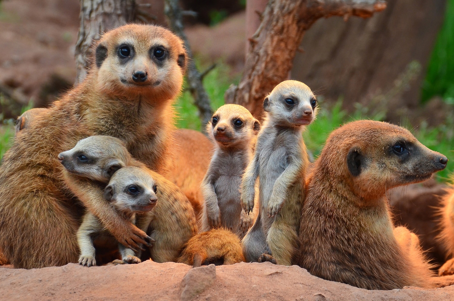 Angebot: Zoopark Erfurt