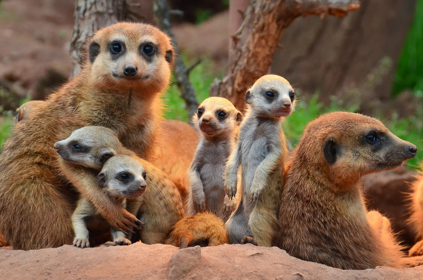 Angebot: Zoopark Erfurt